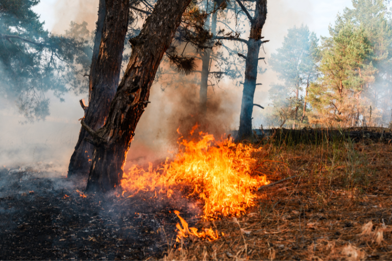 Incendi boschivi - Immagine in evidenza